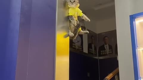 I love cats