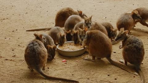 Watch what happens when animals eat together