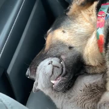 When you're hungry but also very sleepy