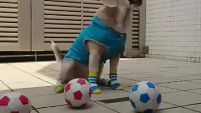 Cute and Best short funny dog videos