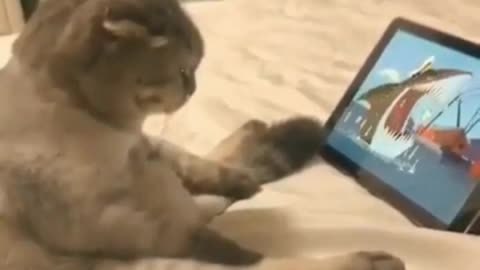 Dog video