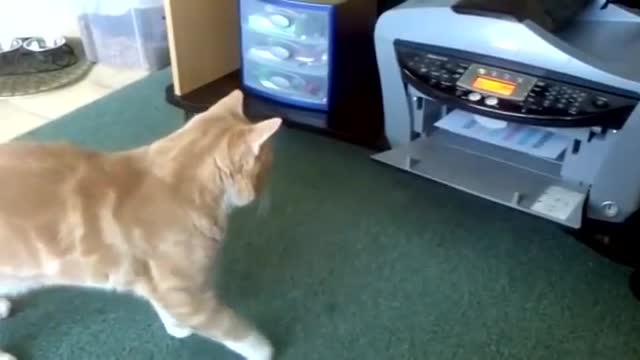 short funny video