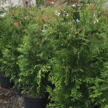 We offer the arborvitae called Spring Grove at Highland Hill Farm call 215 651 8329