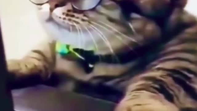 funny animals #shorts Dog and cat