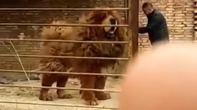 Huge Dog 🐕 Tibeten Mastiff