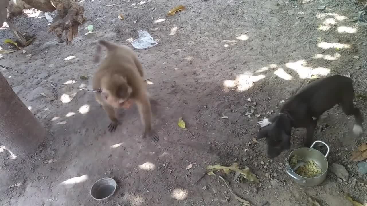 Funny & cute dog & monkey videos 😂