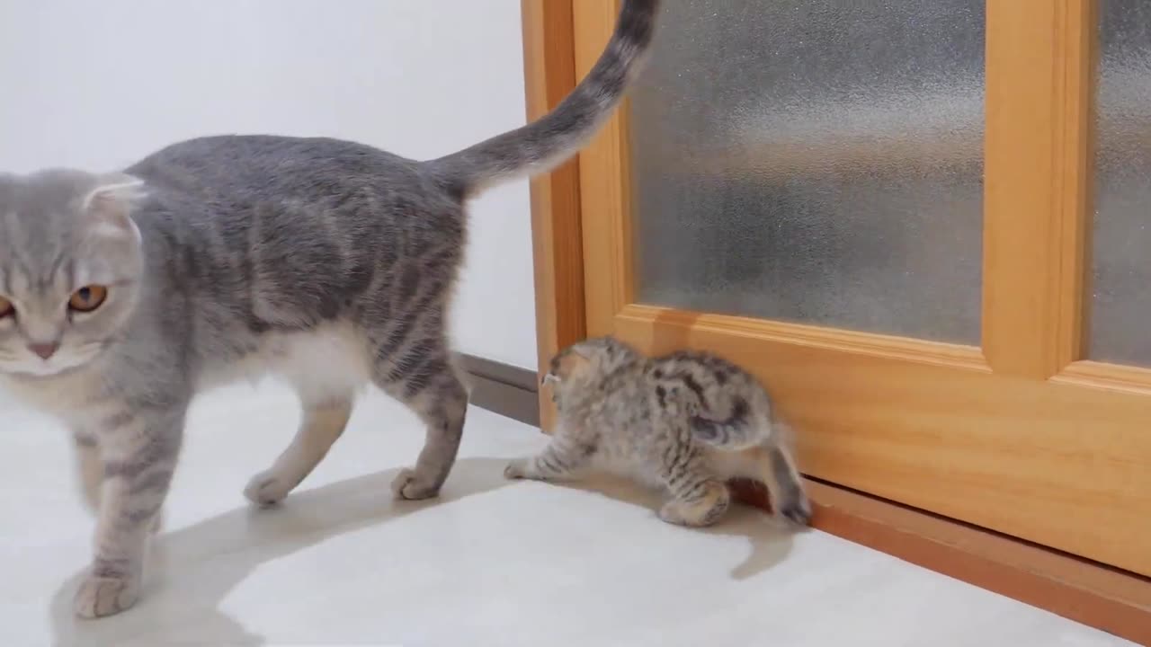 This kitten was so cute when he greeted his owner home with a bit of anger_