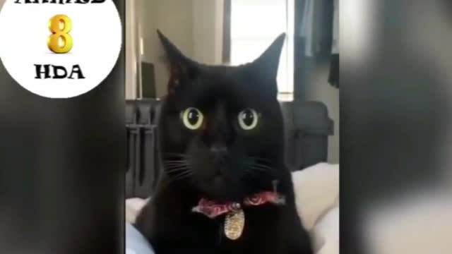 A Compilation of Funny Even Crying Cats - 2021