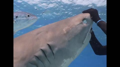 feeding a Tiger shark