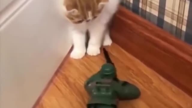 Cat's reaction to a new toy 6