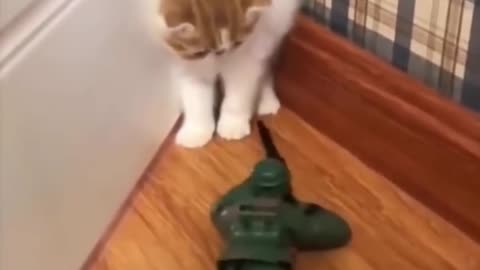 Cat's reaction to a new toy 6