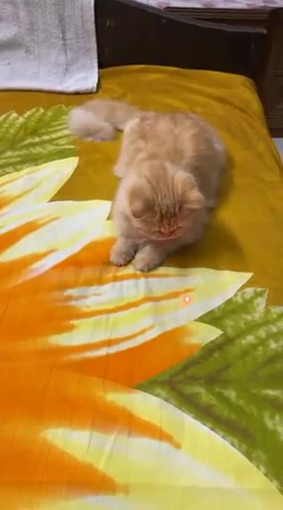 Niky Play With Lager Light..