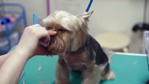 BEST GROOMING FOR A CUTE DOG 🐕‍🦺🐕‍🦺🐕‍🦺