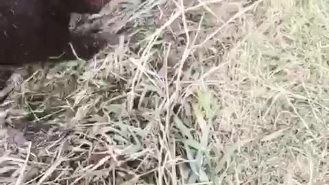 Black dog loves hay and rolls down it towards water