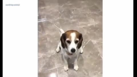 Funny dog videos 😂🤣