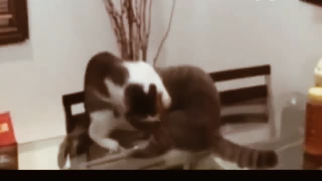 if your cat is John Cena 🤣