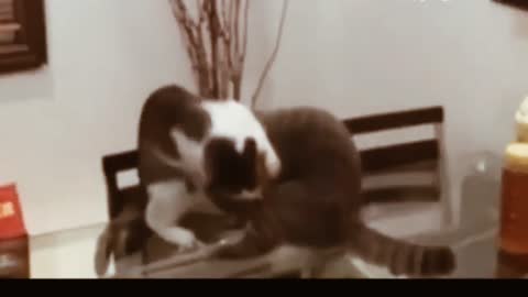if your cat is John Cena 🤣