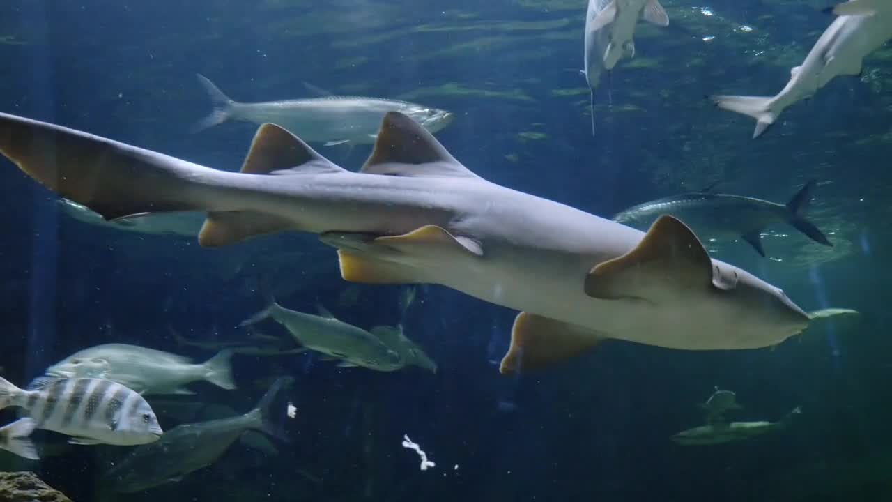 Low Angle Shot of Various Marine Animals in an Aquarium