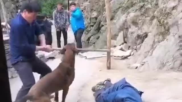 The dog got angry when the owner was bullied