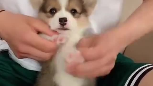 Cute puppy "Hooman play with me."