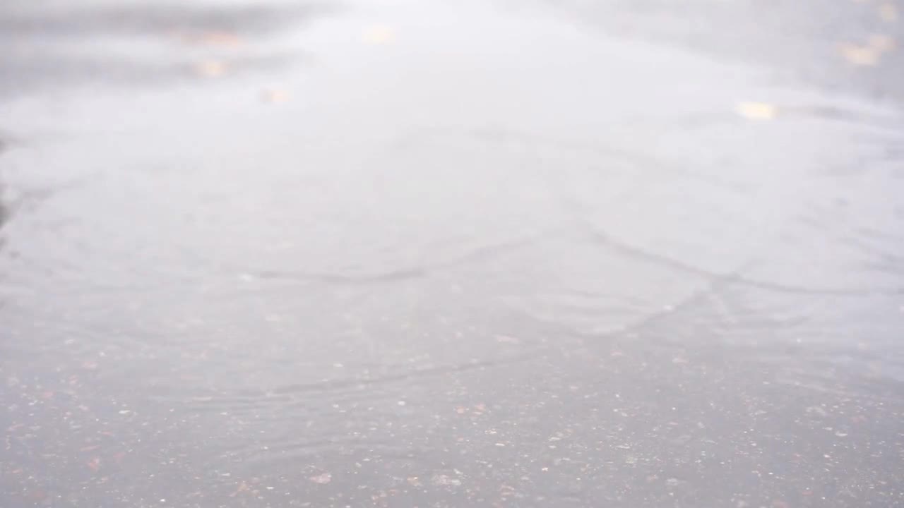 the dog runs through a puddle in the fall during the rain