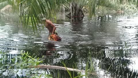 Pengangkutan tbs di area kebanjiran