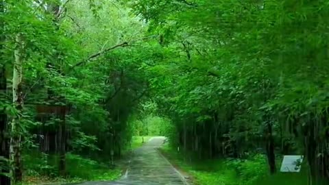 Scenery in the rain