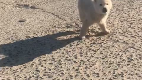 Getting acquainted with the country dog