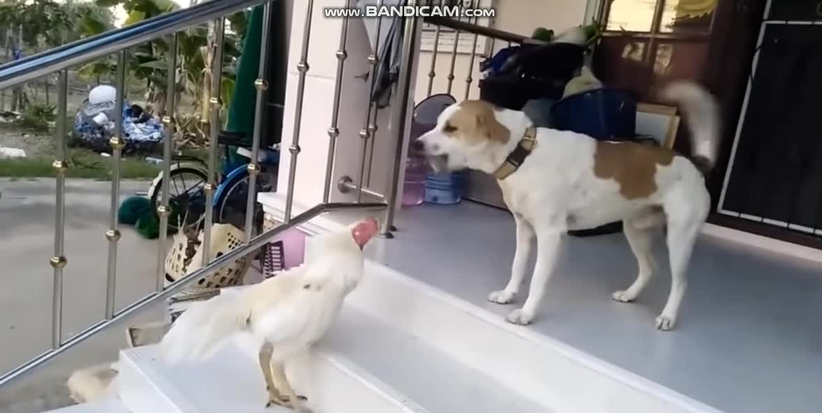 This rooster gets a little Cocky towards the dog!!