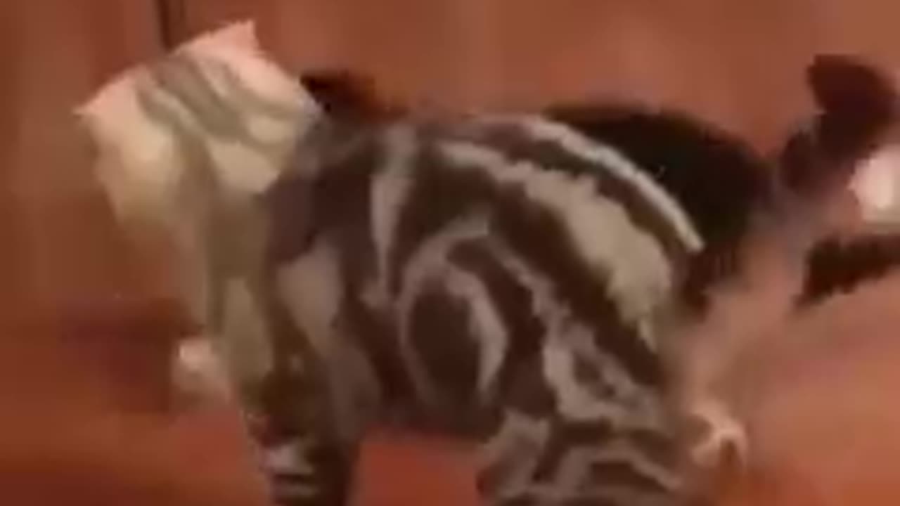 Cat's Revenge.