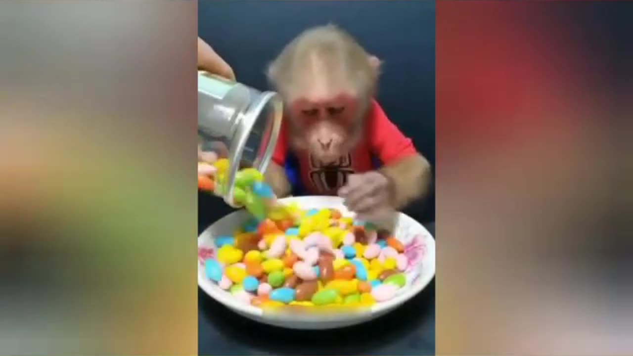 Funny monkey video