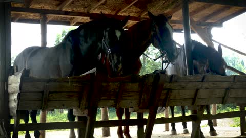 horse animal nature horses are equestrian