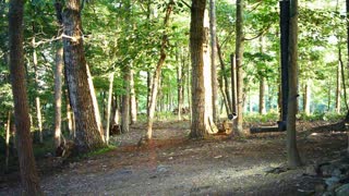 The Woods - 06/26/2021