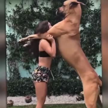 Biggest dogs in the world