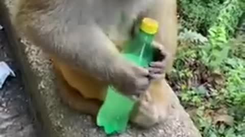 Funny_Monkey_Compilation_