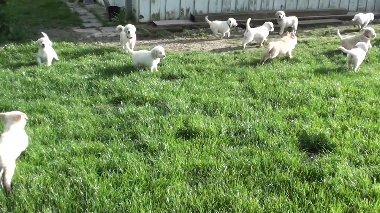 Golden Retriever puppies