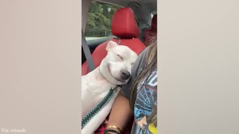 When we try to see eye to eye - Funny Dog and Human Video
