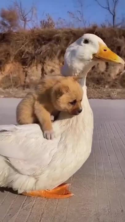 #dog #pet #animal #short