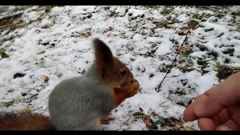 cute little squirrel