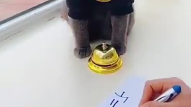 inteligent cat, Lovely black cat - funny cat videos