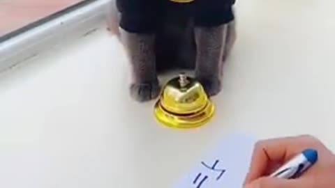 inteligent cat, Lovely black cat - funny cat videos