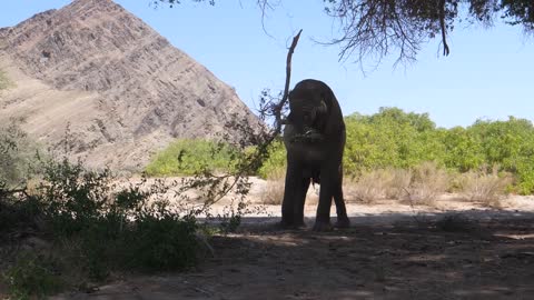 elephant pulls a tree branch down