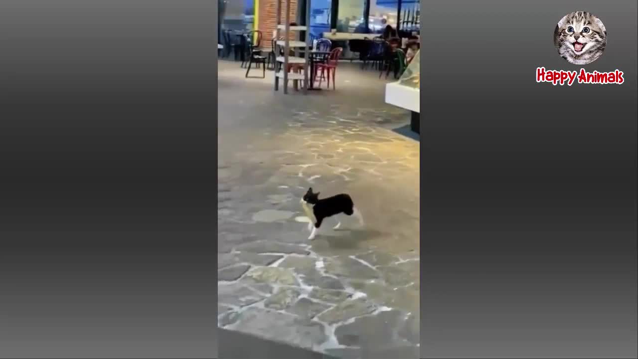 Best Funny Animal Videos Of The Year | Cutest Funny Animals Video