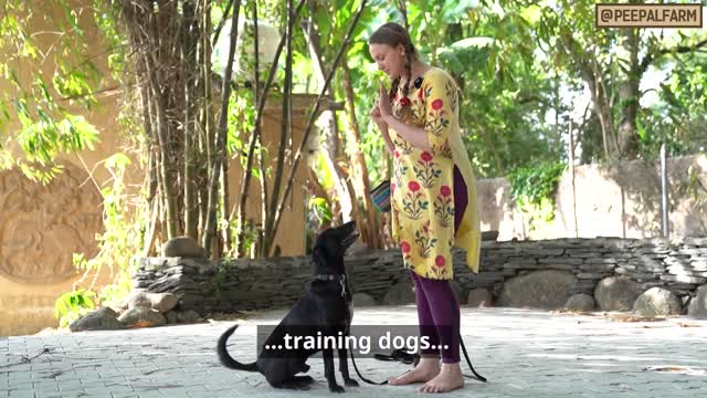 Dog Training | Farm Helpline! | Animal Rescue | Animal First Aid