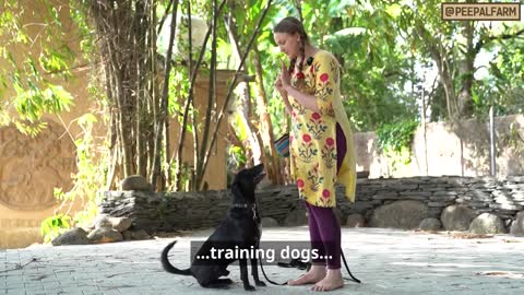 Dog Training | Farm Helpline! | Animal Rescue | Animal First Aid