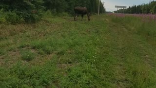Bullwinkle where's Rocky?