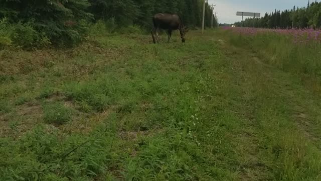 Bullwinkle where's Rocky?