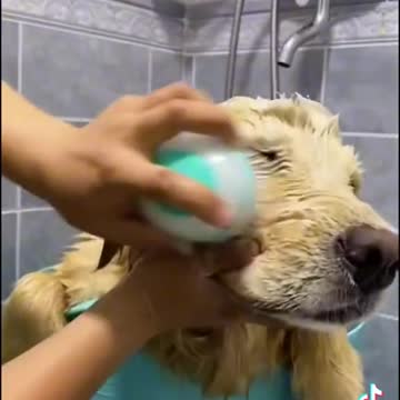 batthing pets tiktok gourami video