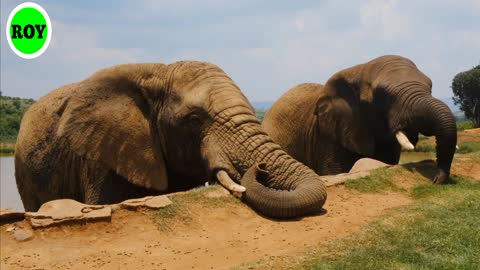 Watch the video of the elephant largest land mammal.