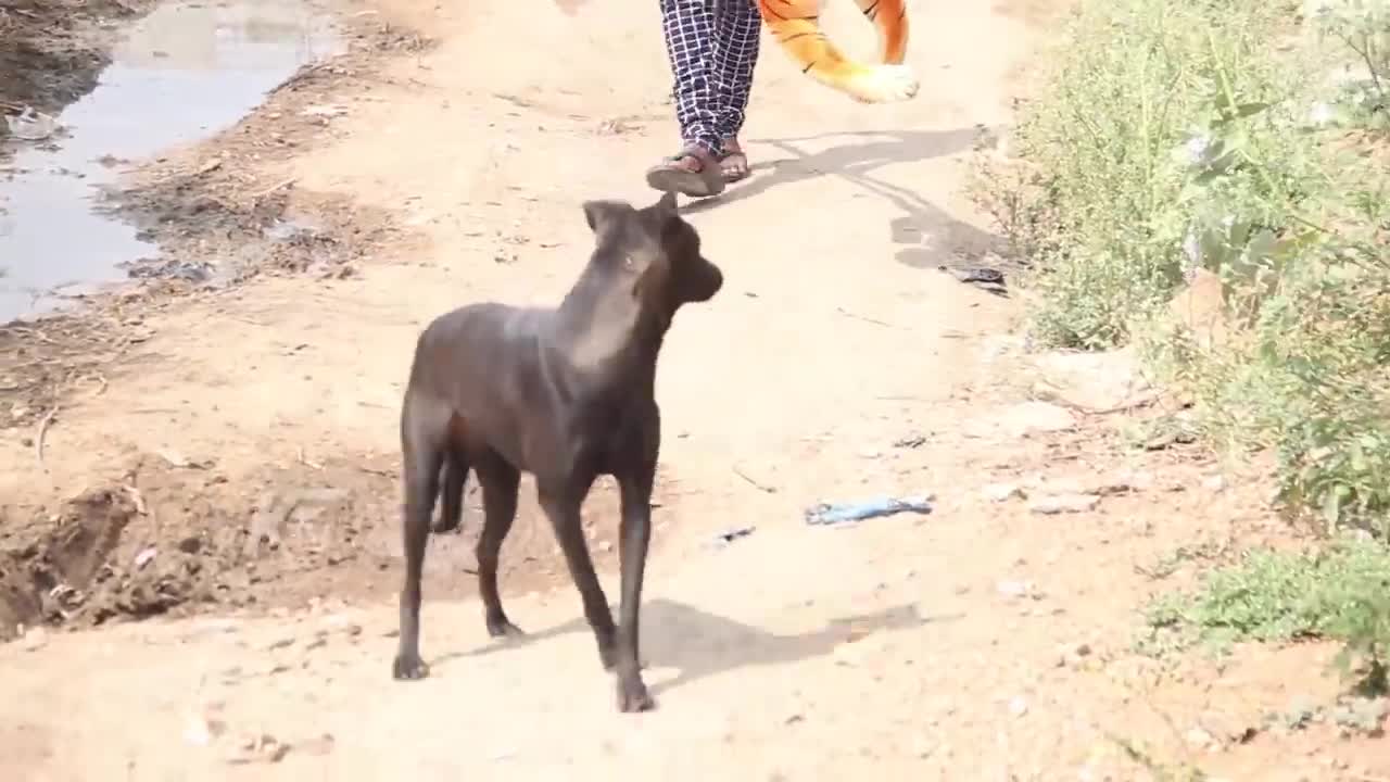 Wow Nice Prank! Fake Tiger Prank Dog Fighting Back Just for Laughs So Funny Action Try Not To Laugh